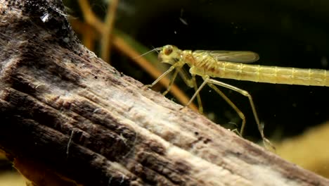 ninfa caballito del diablo agarrando escombros flotando más allá
