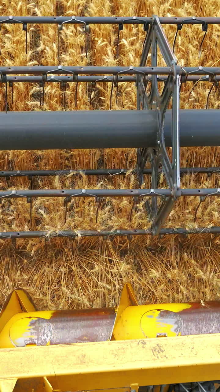 cosechadora combinada para la cosecha de trigo