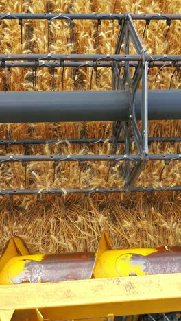 combine harvester harvesting wheat