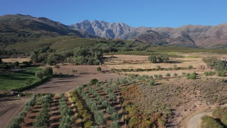 ascending flight with a drone in a rural area with crop fields with rows of olive trees and mown meadows with a spectacular background of the central massifs of gredos, this is in slow motion