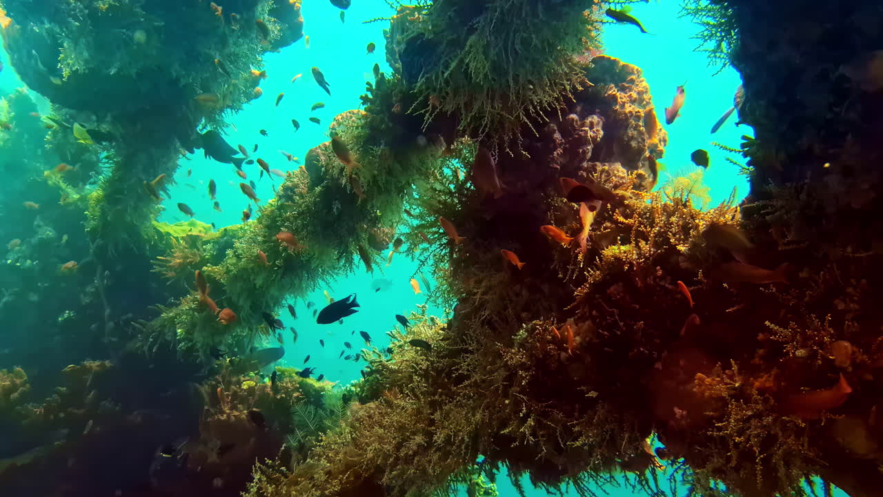A close-up of an underwater scene of a natural reef: a thick column, densely covered in brown and green marine vegetation, surrounded by a school of small orange fish in clear blue-green water
