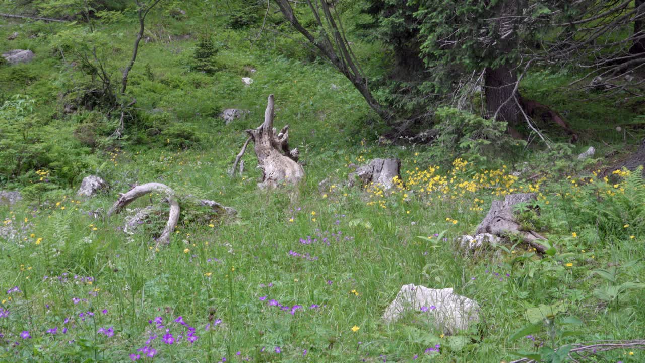 Dead wood, tree stumps and a stone are on a natural meadow in a clearing