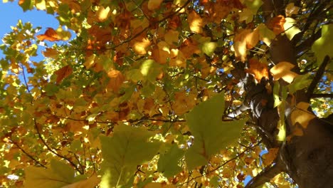 Close-up-of-beautiful-and-contrasting-leaf-colors-in-early-Autumn---Hagley-Park,-Christchurch