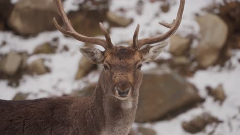 bactrian deer standing in snowy forest in quebec, canada - close up