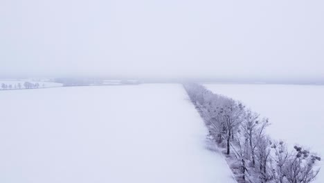 flying along an avenue of poplars running through snow-covered farmland