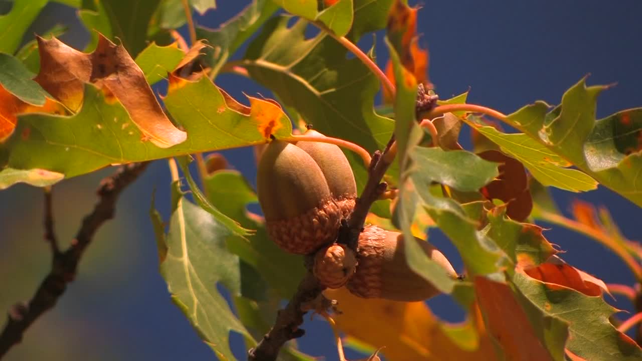 秋天的葉子從橡樹上閃耀在陽光下 2
