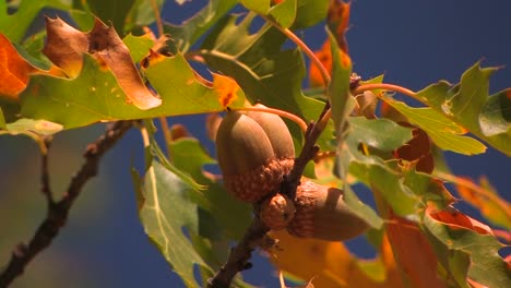 Herbstblätter-Einer-Eiche-Leuchten-In-Der-Sonne-2