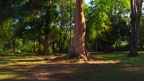hermosa escena del bosque