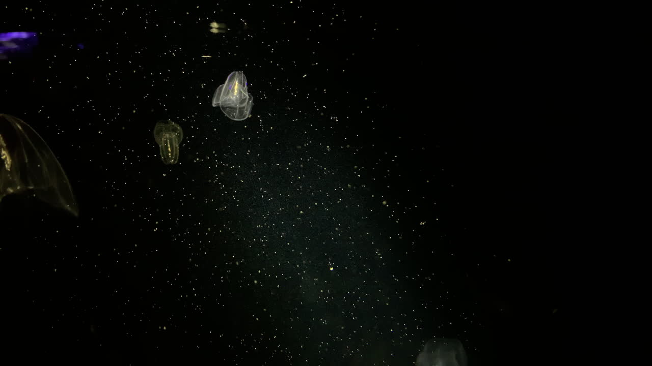 해파리 - bolinopsis sp