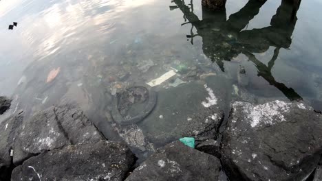 vista panorámica de los peces de la basura en el agua del mar