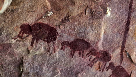 ancient indigenous rock art of peccaries pigs in bolivia