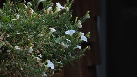 Flores-De-Luna-Blancas-Que-Florecen-De-Noche.-De-Cerca