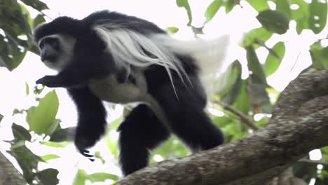 a black and white colobus monkey in a tree
