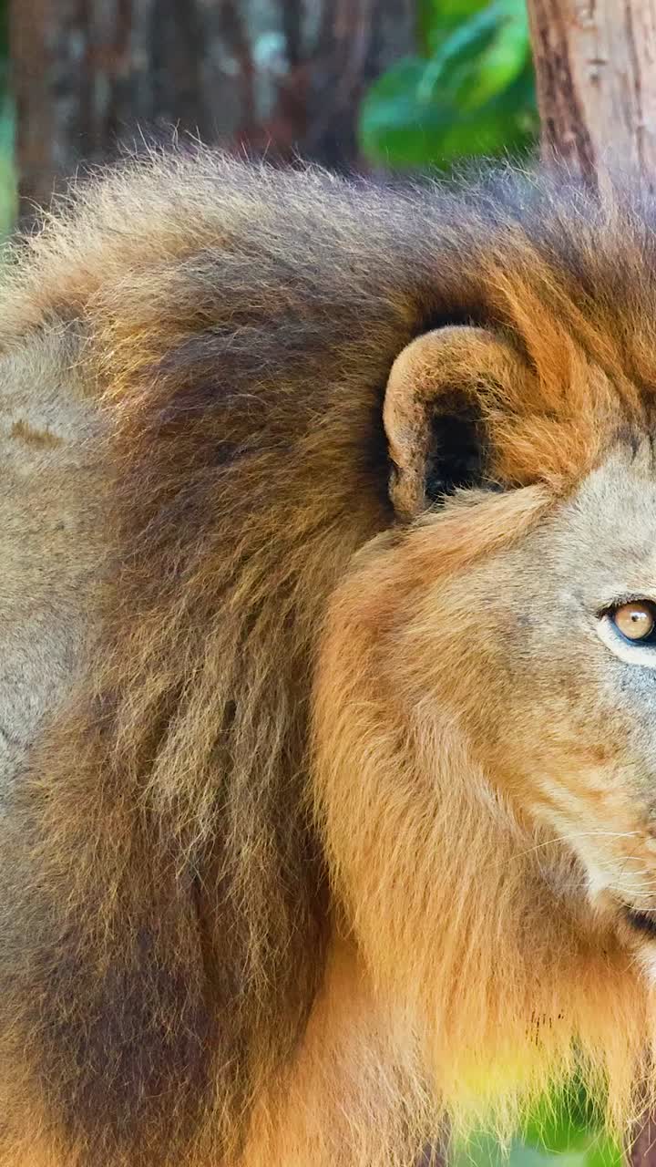 Lev pozoruje okolí v zoo Korat, Thajsko