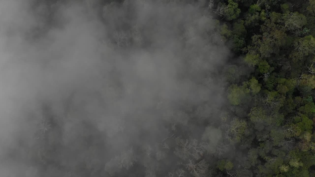 vista cenital sobre el bosque y la niebla por la mañana