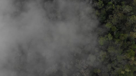 zenith view above forest and mist at morning