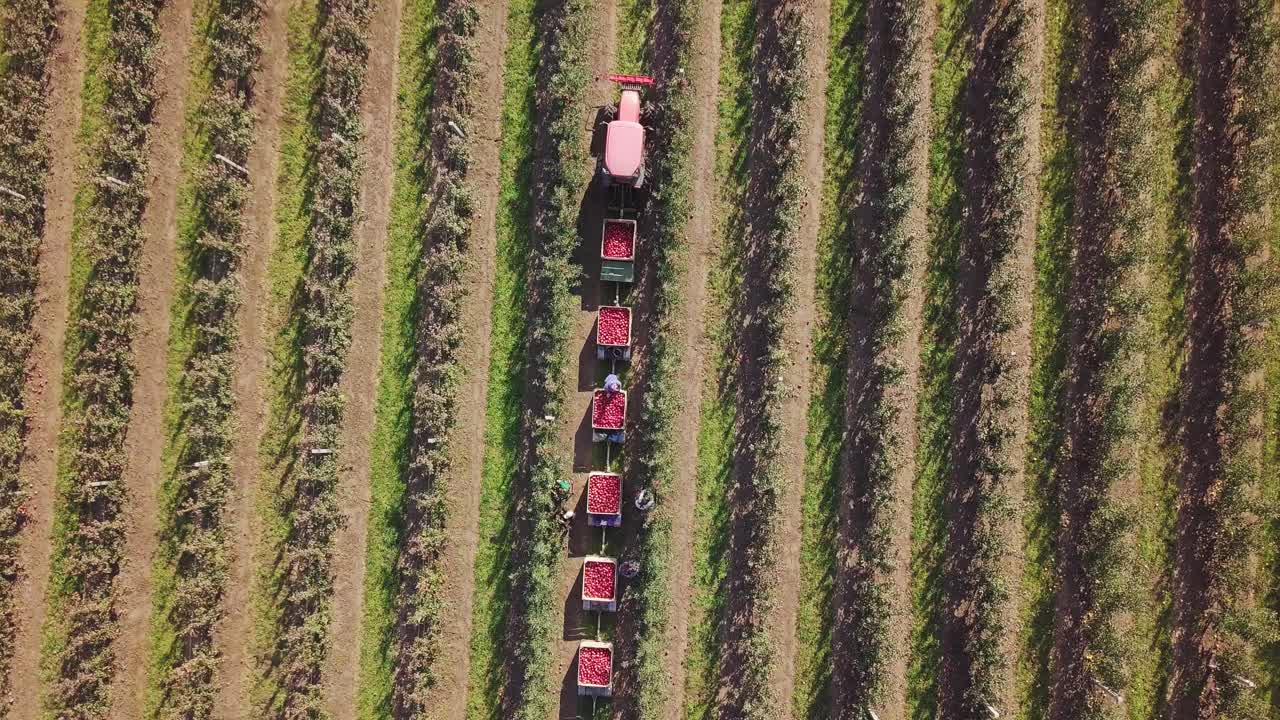 An aerial following view of a truck loaded up with freshly picked apples as they move from the orchard to a packhouse. Apples. Red apples. Apple harvest.