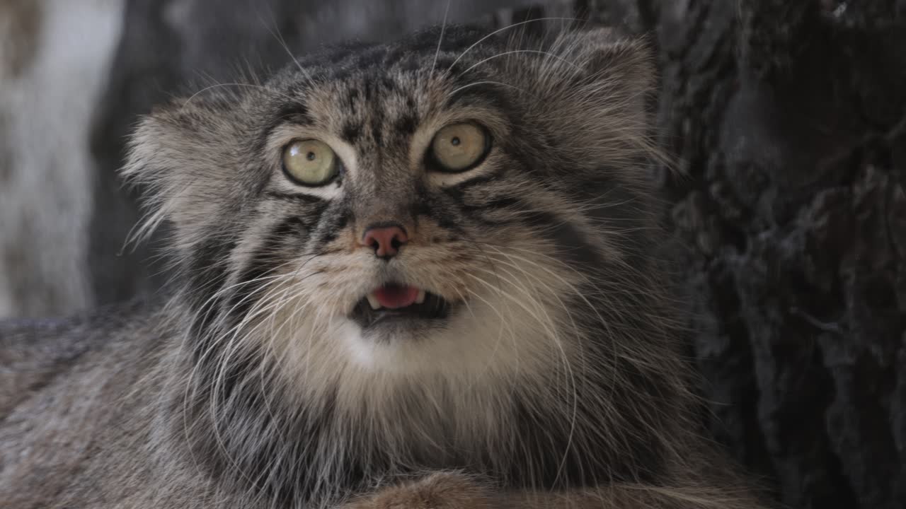 el gato del bosque se sorprendió.