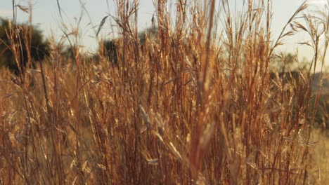 dry wheat in a field