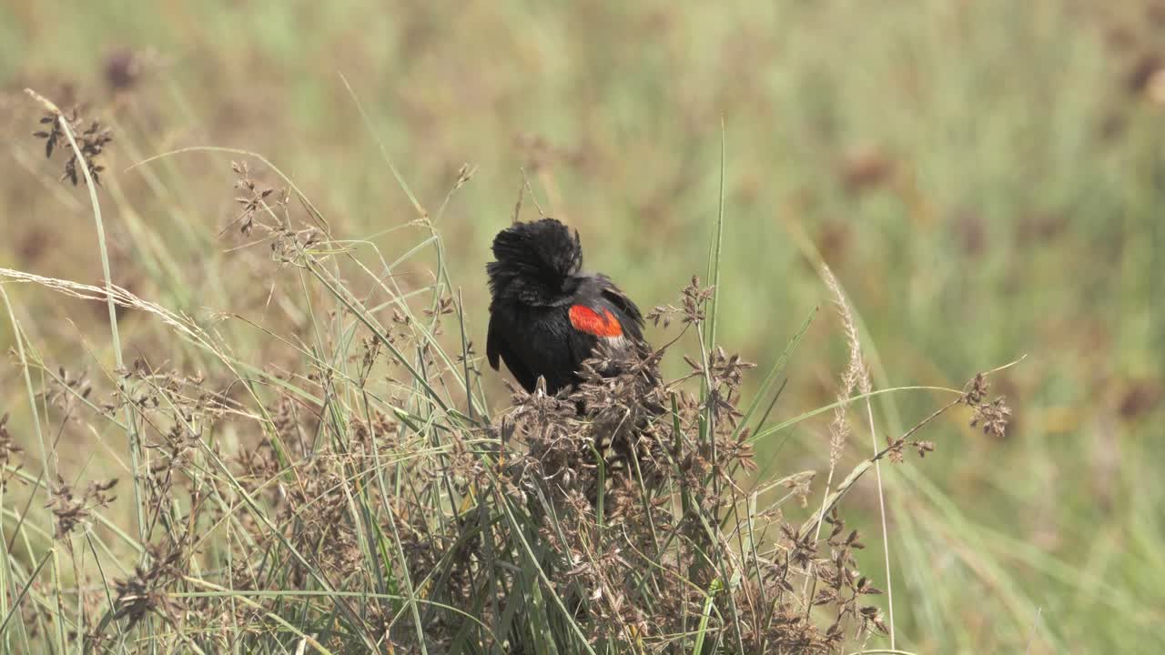 ave viuda macho de cola larga volando después de descansar en hierba larga, toma de primer plano