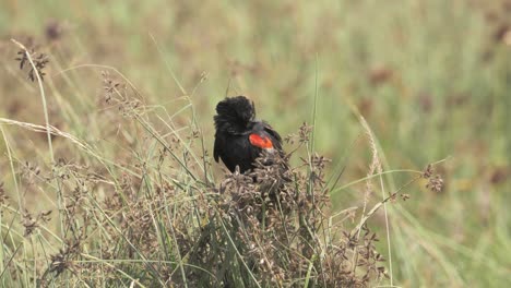 Long-tailed-male-widow-bird-flying-away-after-resting-in-long-grass,-close-up-shot