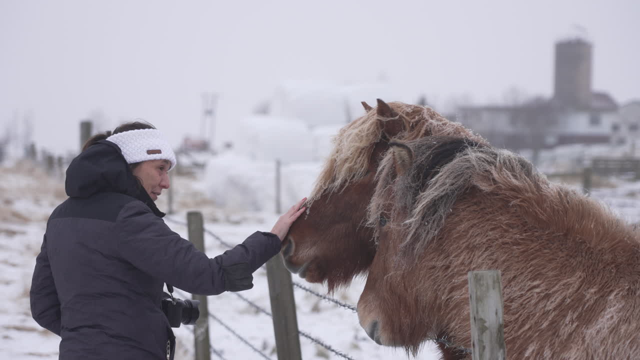 mujer tocando caballos islandeses en islandia