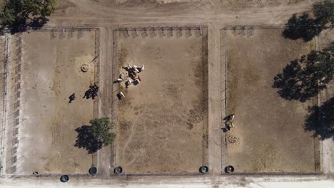 aerial top-down descending view over stallions in horse enclosure