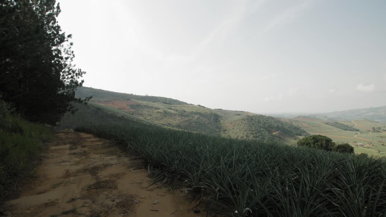 Vista paesaggistica di una piantagione di ananas in campagna a Girón, Colombia
