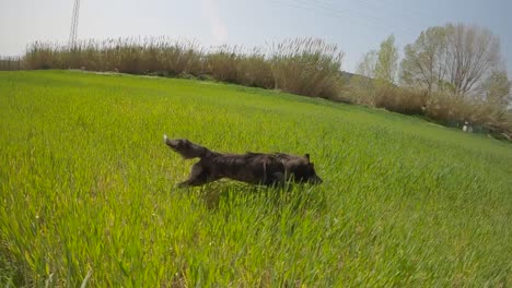perro border collie corriendo por un campo de hierba verde en cámara lenta