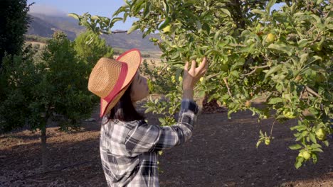 Crop-woman-collecting-apples-with-in-garden