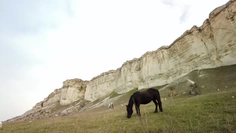 Experience-the-grandeur-of-Crimea-as-you-immerse-in-the-sight-of-horses-grazing-by-the-white-cliff-in-this-video,-embodying-natural-beauty-and-tranquility