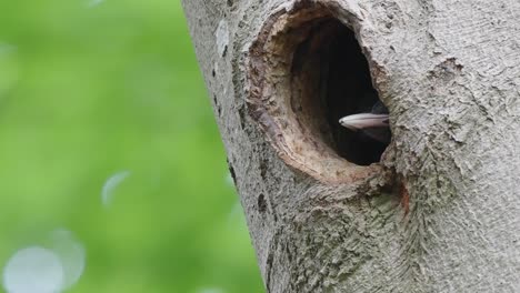 young woodpeckers birds looking out of the tree hole waiting for food