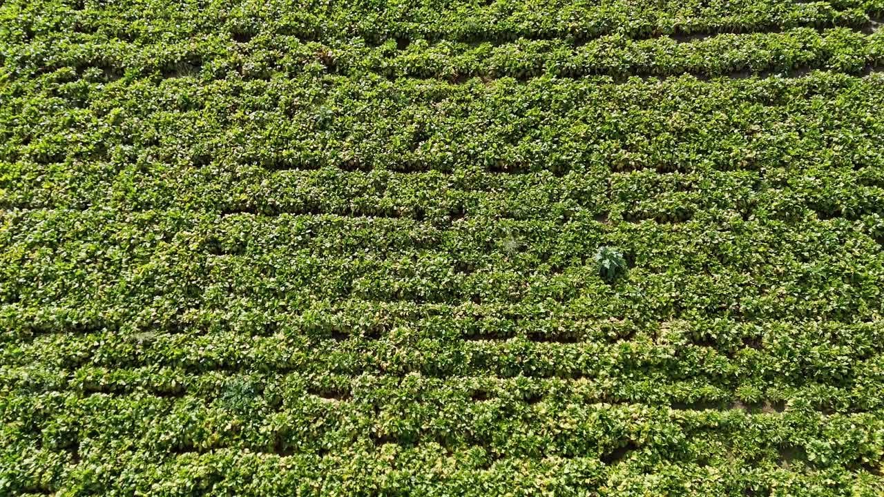 Drone footage captures expansive green fields in New Zealand. Bright daylight enhances the vibrant landscape and orderly crop patterns