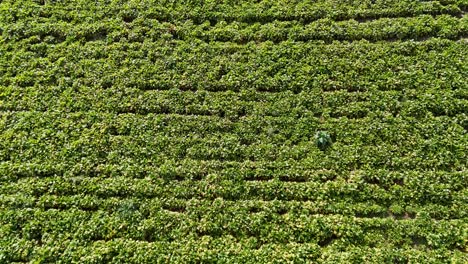 drone footage captures expansive green fields in new zealand. bright daylight enhances the vibrant landscape and orderly crop patterns