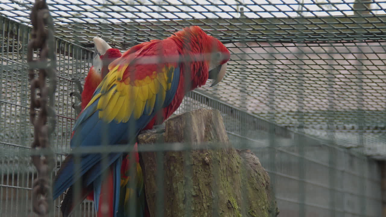 작은 새장에 앉아 있는 두 마리의 스칼렛 마코