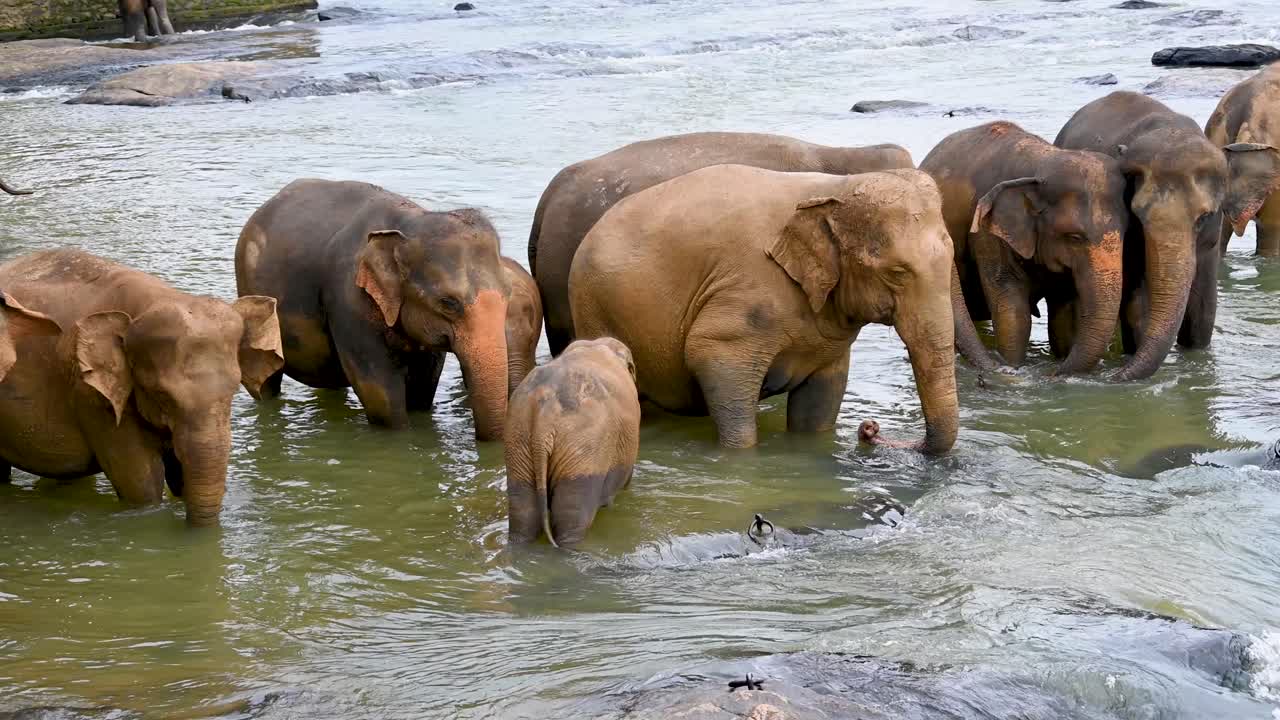 Asian elephant，Elephants in Sri Lanka Parks, Wildlife Rescue Sites, Protecting Elephants，The elephant in the help station is freely playing in the water