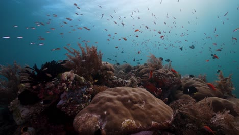 stunning coral reef and tropical reef fish in raja ampat in indonesia