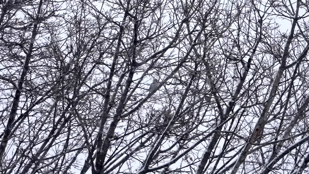 Slow motion clip of snowfall in winter in front of trees, cold forest weather with grey sky, day, a small bird is sitting in the trees, background footage