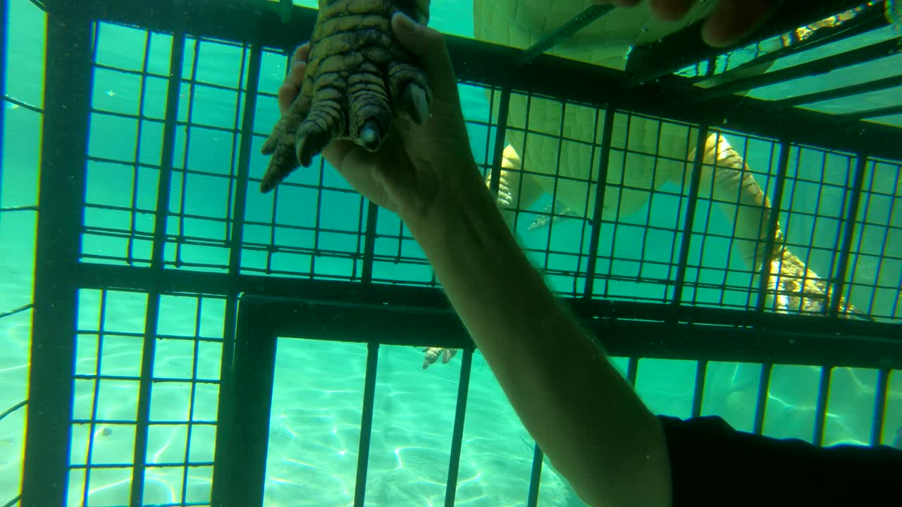 남자와 여자 케이지 다이버가 짐바브웨 아프리카에서 잠베지 강 악어와 악수