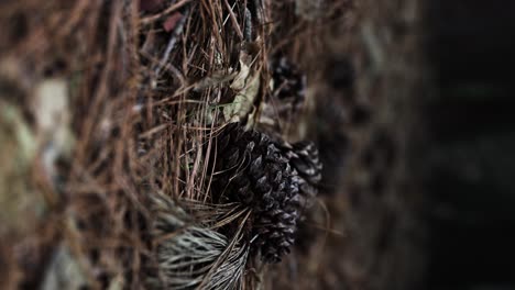 pinecone resting on the forest floor with brown and black dark tones vertical video