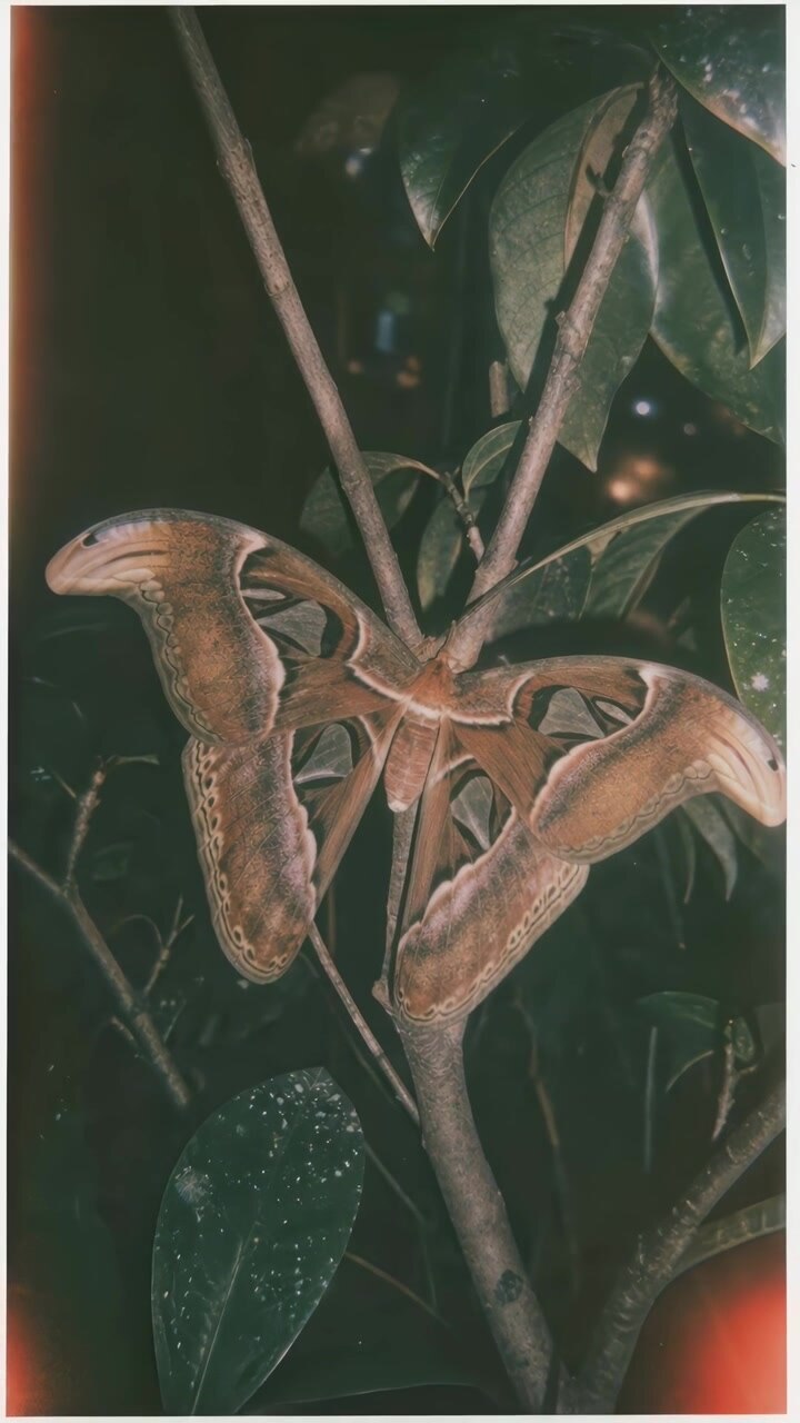 Large Atlas Moth Resting on a Tree Branch at Night