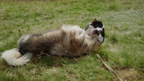 two dogs having fun in summer mountains closeup. furry animals playing together.