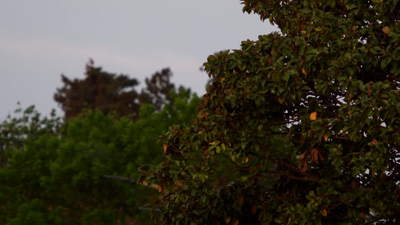 석양에 바람에 의해 움직이는 나무