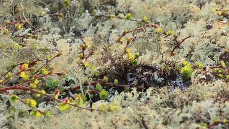 cladonia rangiferina, también conocida como liquen de copa de renos.