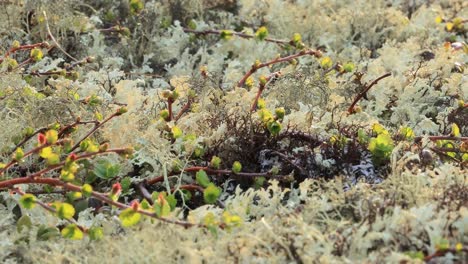 arctic tundra lichen moss close-up. found primarily in areas of arctic tundra, alpine tundra, it is extremely cold-hardy. cladonia rangiferina, also known as reindeer cup lichen.