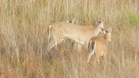 Venado-De-Cola-Blanca-Madre-Lamiendo-Y-Vinculando-Con-Descendencia