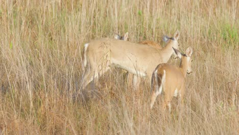 white tailed deer mother licking and bonding with offspring