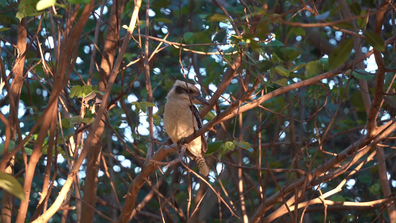 especies protegidas australianas, kookaburra nativa salvaje que se ríe, dacelo novaeguineae posado en la rama de un árbol, balanceándose en el viento en las hermosas horas doradas del atardecer, primer plano de movimiento manual