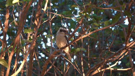 australian protected species, native wild laughing kookaburra, dacelo novaeguineae perching on tree branch, swaying in the wind at beautiful sunset golden hours, handheld motion close up shot