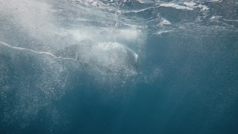 Turbulent water bubbles float dispersed by fluke of Humpback whale